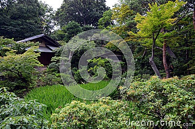 Nezu museum garden in summer, Tokyo, Japan Stock Photo